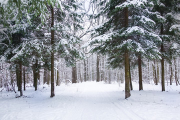Fototapeta premium Coniferous forest in winter. The forest is covered with snow. Impassable thicket. Russia