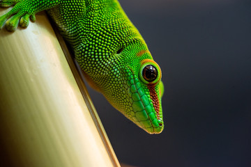 Phelsuma Grandis
