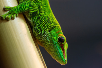 Phelsuma Grandis