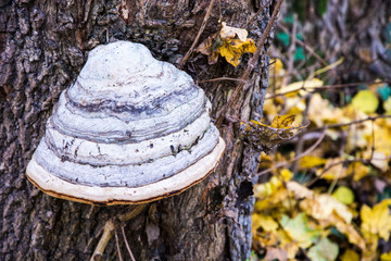 Grzyb na drzewie © Heroc