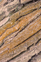 Tree bark texture full frame in nature. Warm brown background