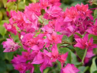 Obraz premium Pink bougainvillea flowering in spring, Close up