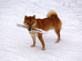 Dog breed Shiba Inu. In winter on a walk with a stick in the snow.