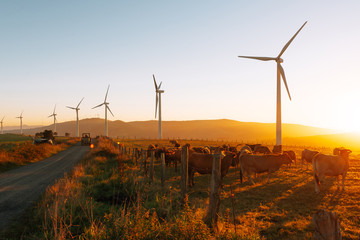 herd of cows grazing in wind turbine farm. Summer sunset. Concept of ecology and rural life