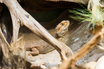 Bartagame