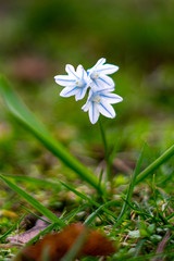 striped squill or puschkinia scilloides 
