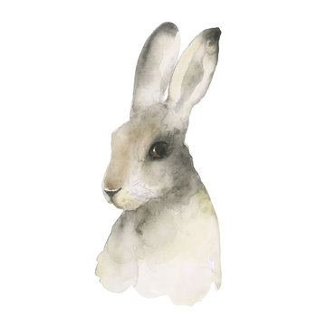 Head of a hare