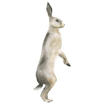 standing Hare