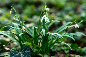 Fototapeta na wymiar Snowdrop -Galanthus nivalis - Schneeglöckchen