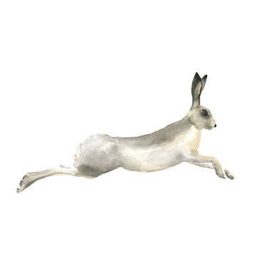 jumping Hare