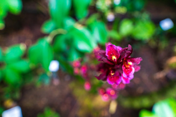 Purple orchid, beautiful blooming flower