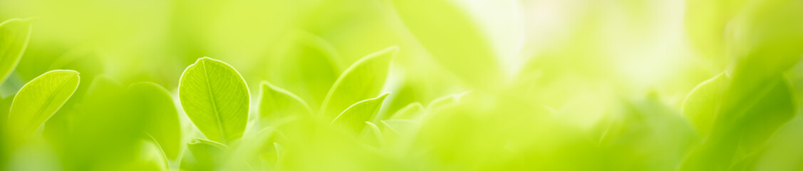 Close up beautiful nature view green leaf on blurred greenery background under sunlight with bokeh and copy space using as background natural plants landscape, ecology cover concept.