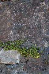 Structure of a wall