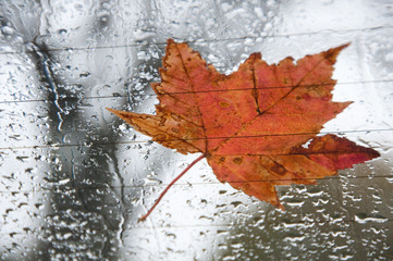 Rainy Day Autumn Leaf