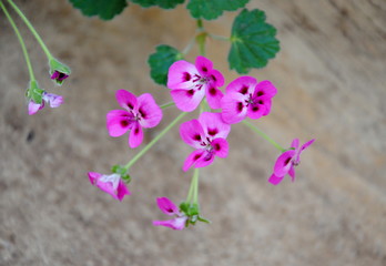 Close up of pink flowers with purple spots of Prickly-stemmed pelargonium or Prickly-Stalked Geranium (Pelargonium echinatum W. Curtis), native to South Africa
