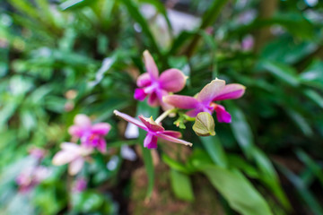 Purple orchid, beautiful blooming flower