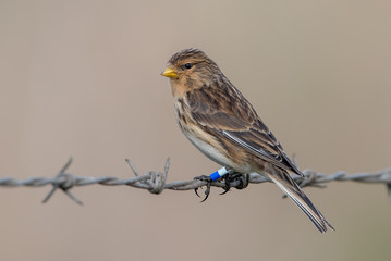 Twite Perched on Wire