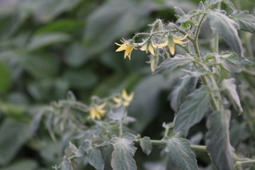 Flowers of a tomato plant