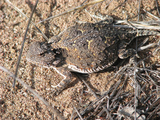 Horned Toad