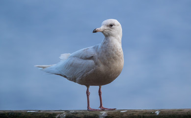 Iceland Gull Perched