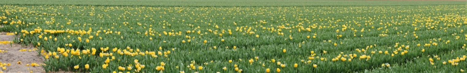 Panorama photo of a sandy ground harvested tulip field, but some plants are still blooming, this creates a green - yellow contrast in which the green color predominates