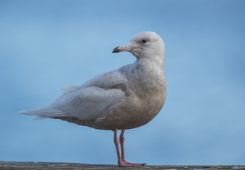 Fototapeta premium Iceland Gull Perched on Dock