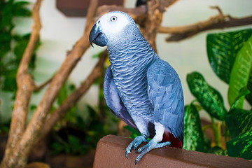 Beautiful African grey or gray big large parrot sitting on a bench at home or at zoo. Cute flying talking pet, bird looking at camera