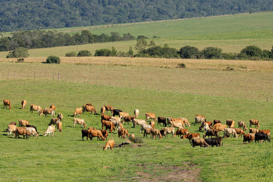 Dairy cows grazing on lush green pasture of a rural farm, South Africa.