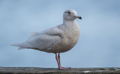 Iceland Gull Perched