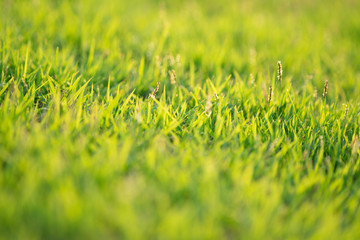 Closeup leaves of grass grows in the field with sunlight in sunny day