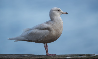 Iceland Gull Perched