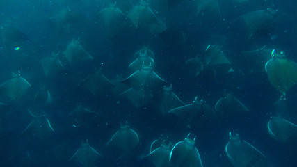 swarm of mobula rays / devils rays under water in la paz sea of cortez / baja california