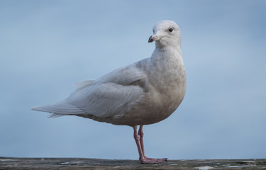 Iceland Gull Perched