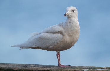 Iceland Gull Perched on Dock