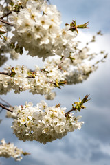 Cherry blossom at spring