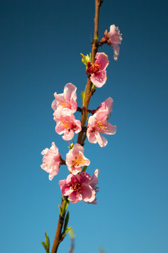  peach flowers fiori di pesco 