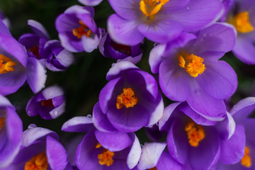 Obraz premium tulpen makro tulipa