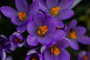 tulpen makro tulipa