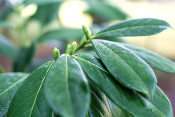 Bud cherry laurel during warm winter climate change