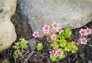 Pink flowers. Saxifraga flowers.