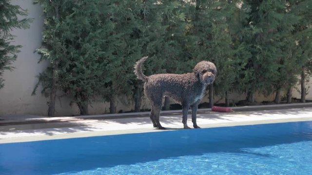 Wet lagotto romagnolo looks at