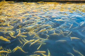 Water and fish bottom, goldfish
