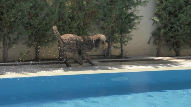 Lagotto romagnolo running along the edge of the pool
