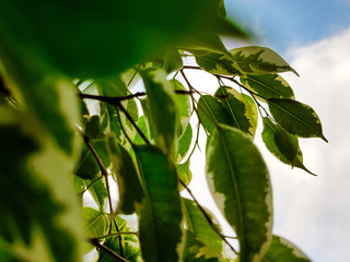 Leaves close up on sky background