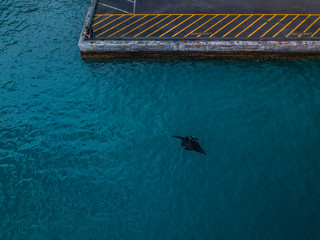 stingray from above 