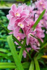 Purple orchid flower blossom
