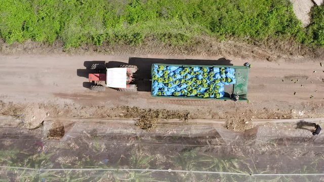 Ripe Bananas packed in blue plastic bags loaded on a Tracor trailer, Aerial view.