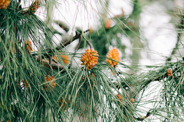 Naklejka na ściany i meble beautiful background with green pine needles and young cones on a tree branch in a pine forest