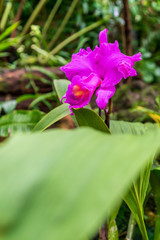 Beautiful pink orchid flower blossom