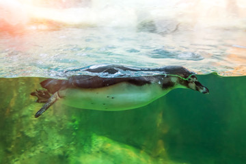 Humboldt African penguin swims in water behind a glass.
